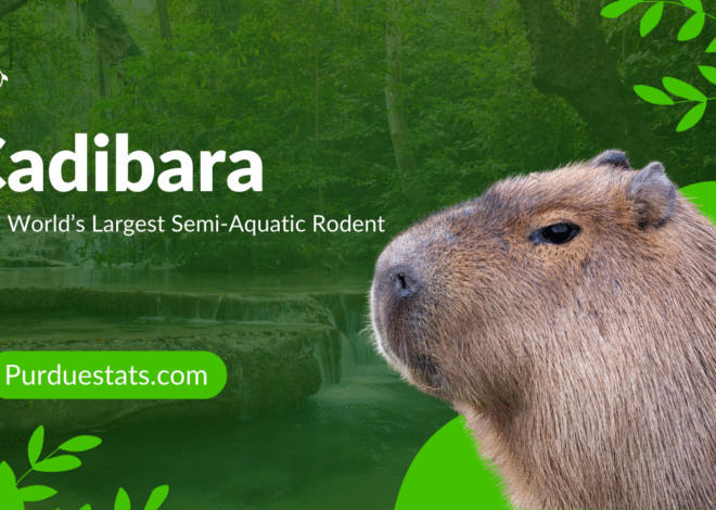 Cadibara: The World’s Largest Semi‑Aquatic Rodent
