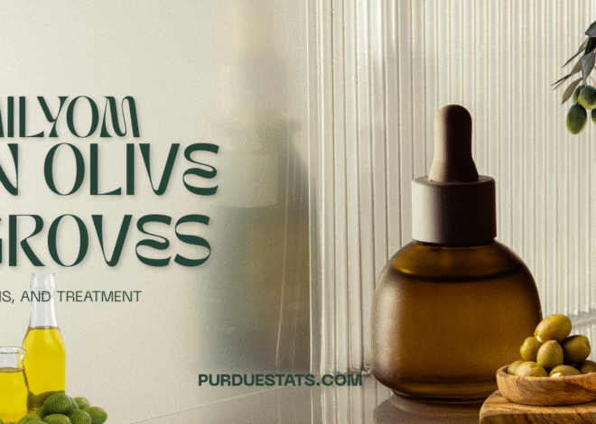 Milyom in Olive Groves: Signs, and Treatment