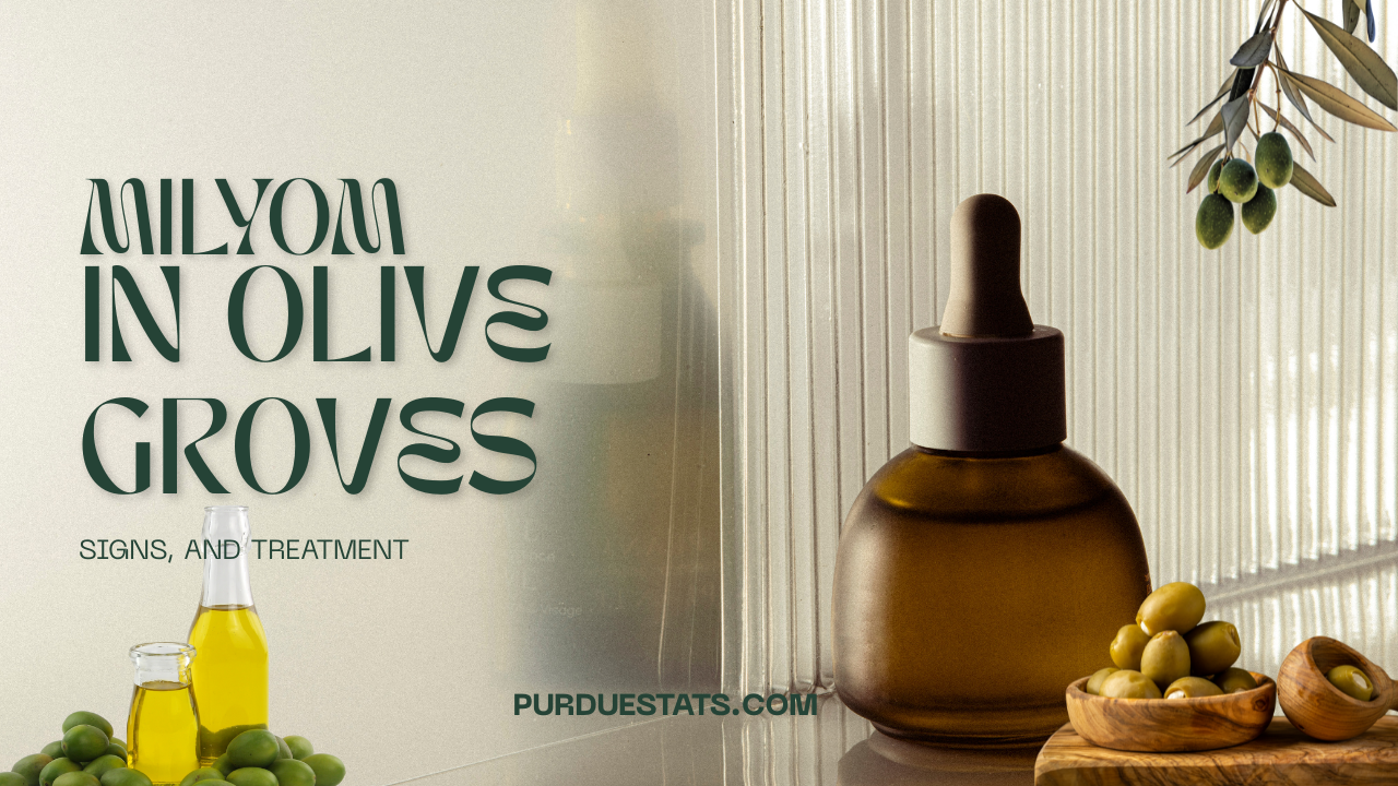 Milyom in Olive Groves: Signs, and Treatment