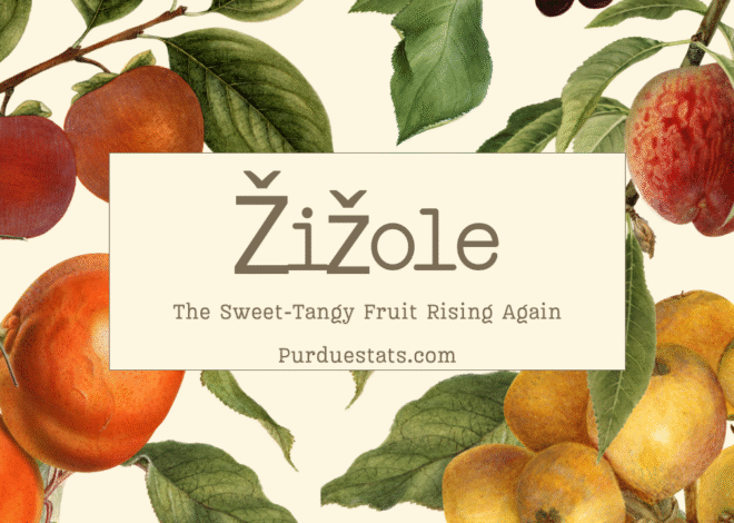 Žižole: The Sweet-Tangy Fruit Rising Again