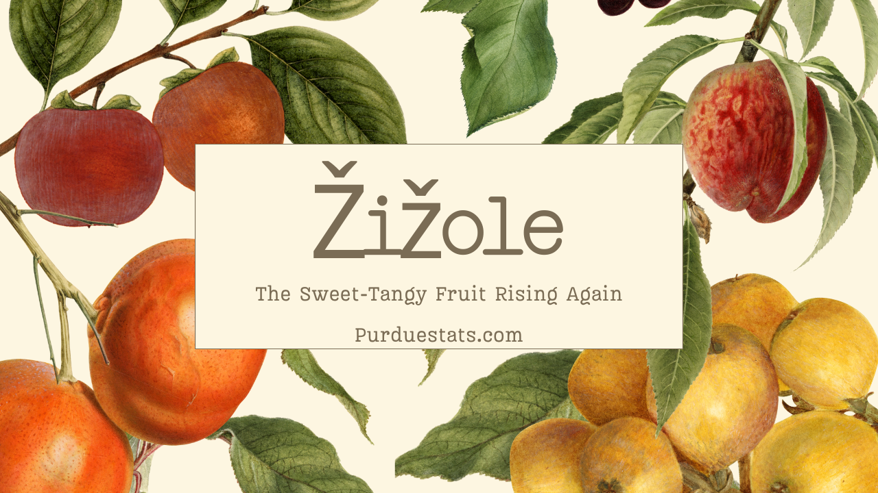 Žižole: The Sweet-Tangy Fruit Rising Again
