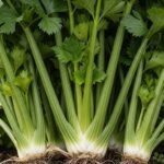 Exploring the Culinary Versatility of Pravi Celer in Modern Cuisine